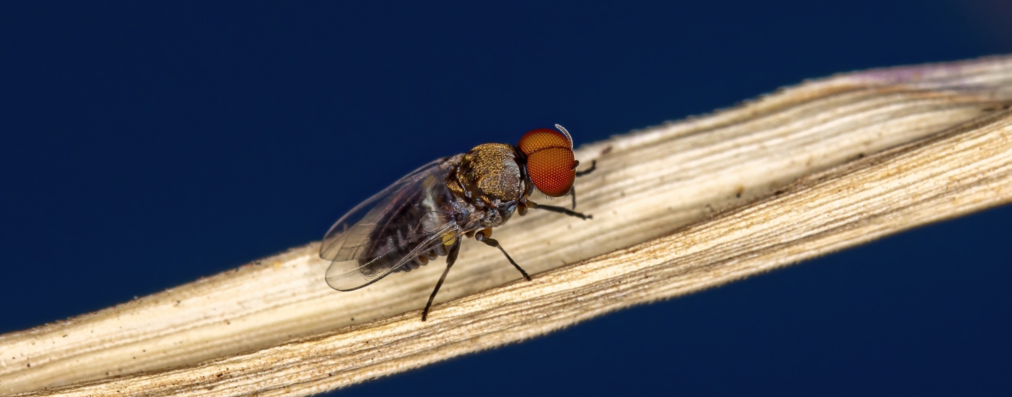 Black flies
